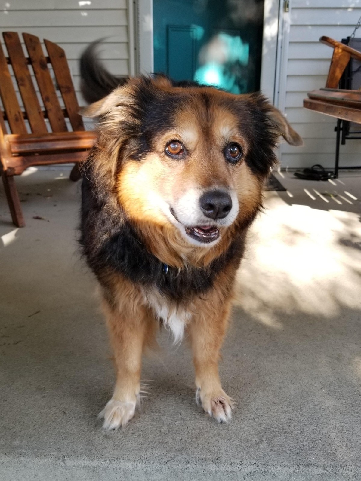 cute news tier hund

https://imgur.com/gallery/HSC5lT3
