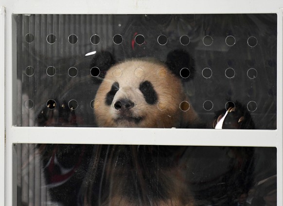 Der chinesische Riesenpanda «Meng Meng» (Träumchen) schaut am 24.06.2017 in Schönefeld (Brandenburg) nahe Berlin am Frachtterminal des Flughafens aus seiner Transportbox. «Meng Meng» wird mit einem we ...