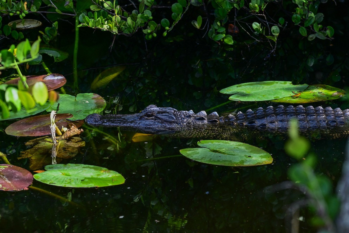 An alligator swims near a migrant detention center, dubbed "Alligator Alcatraz," located at the site of the Dade-Collier Training and Transition Airport in Ochopee, Florida on July 1, 2025.  ...