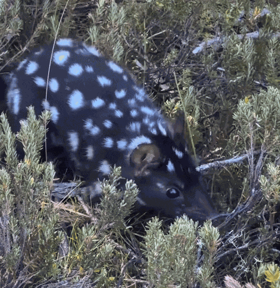 Animiertes GIF