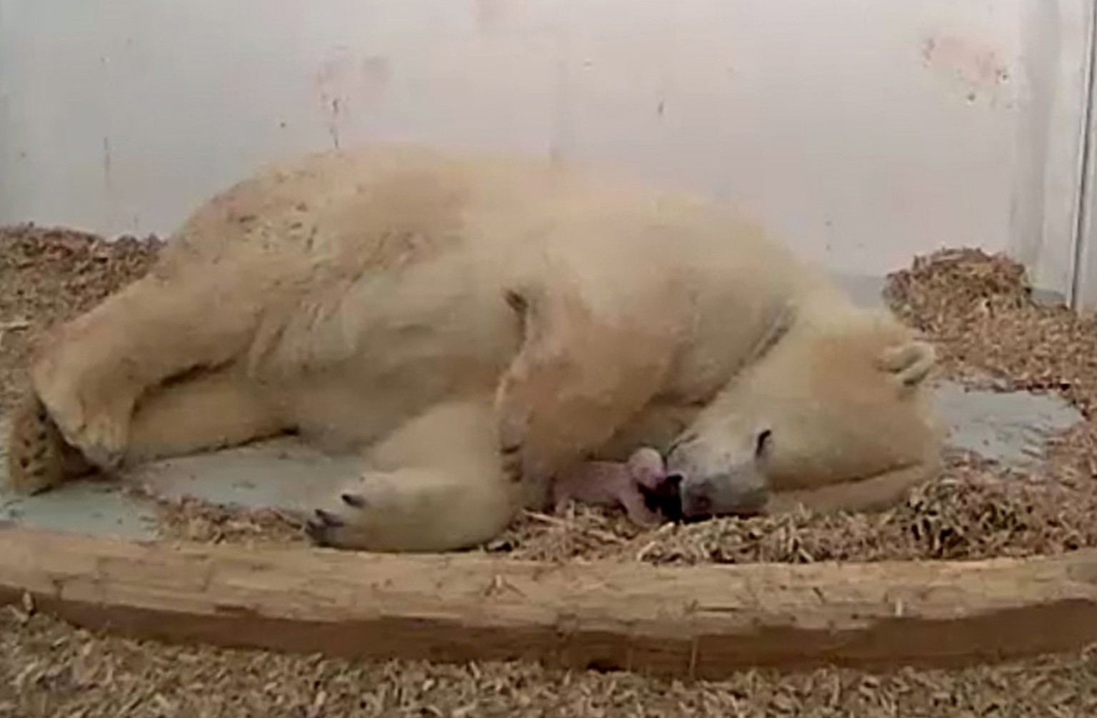 epa06377068 A handout photo made available by the Tierpark Berlin zoo on 08 December 2017 shows a screenshot of eight-year-old polar bear Tonja after giving birth to a cub in an enclosure at the Tierp ...