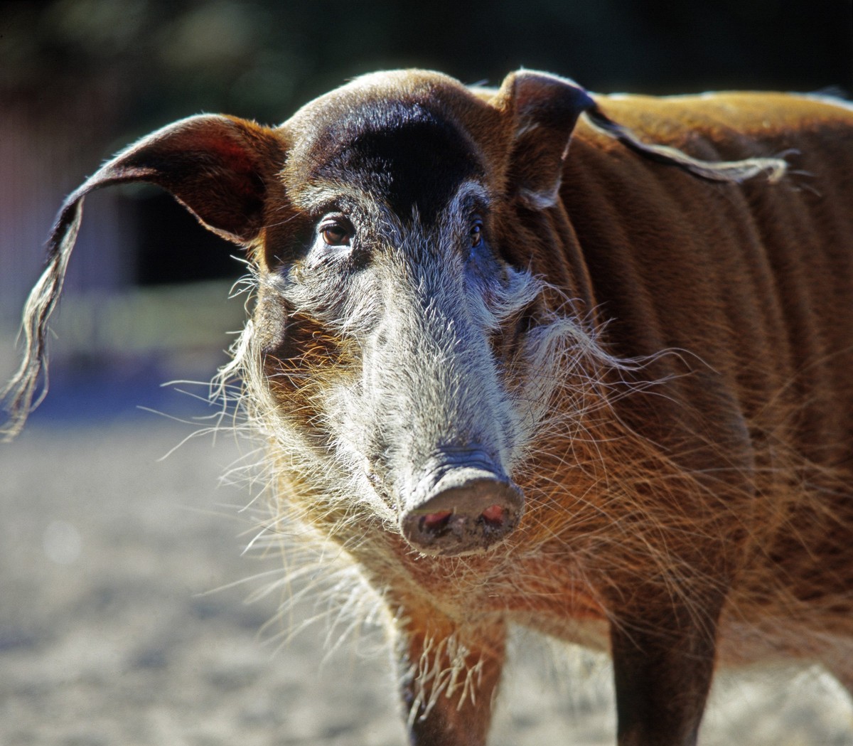 Pinselohrschwein, auch Flussschwein, Potamochoerus porcus pictus, ist ein farbiges afrikanisches Wildschwein mit pinselfoermig ausgefransten Ohren, lebt in wasserreichen Biotopen suedlich der Sahara,  ...