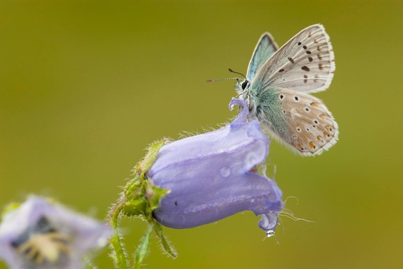 Silbergruener Blaeuling, Steppenheideblaeuling, Steppenheide-Blaeuling, Steppen-Heideblaeuling (Lysandra coridon, Polyommatus coridon, Meleageria coridon), sitzt auf einer Glockenblume, Schweiz, Walli ...