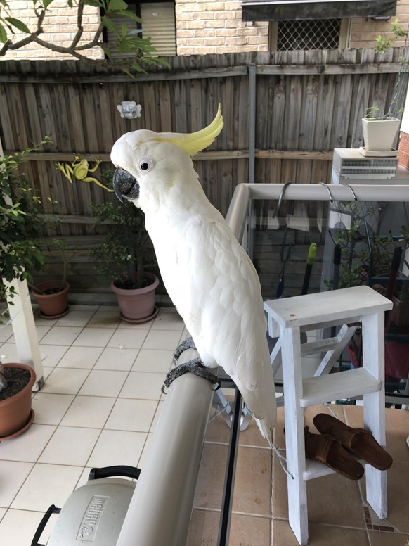 cute news animal tier vogel australien

https://imgur.com/t/australian_wildlife/z7P12