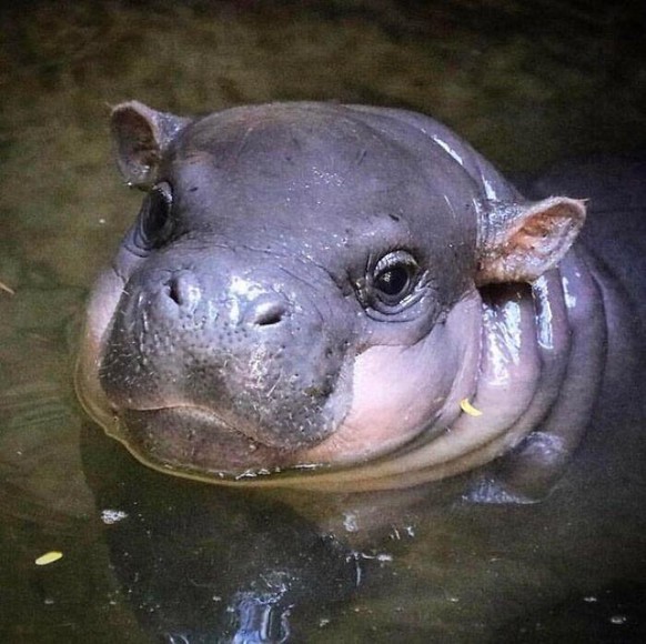 cute news animal tier hippo

https://imgur.com/t/aww/RIoFmwj