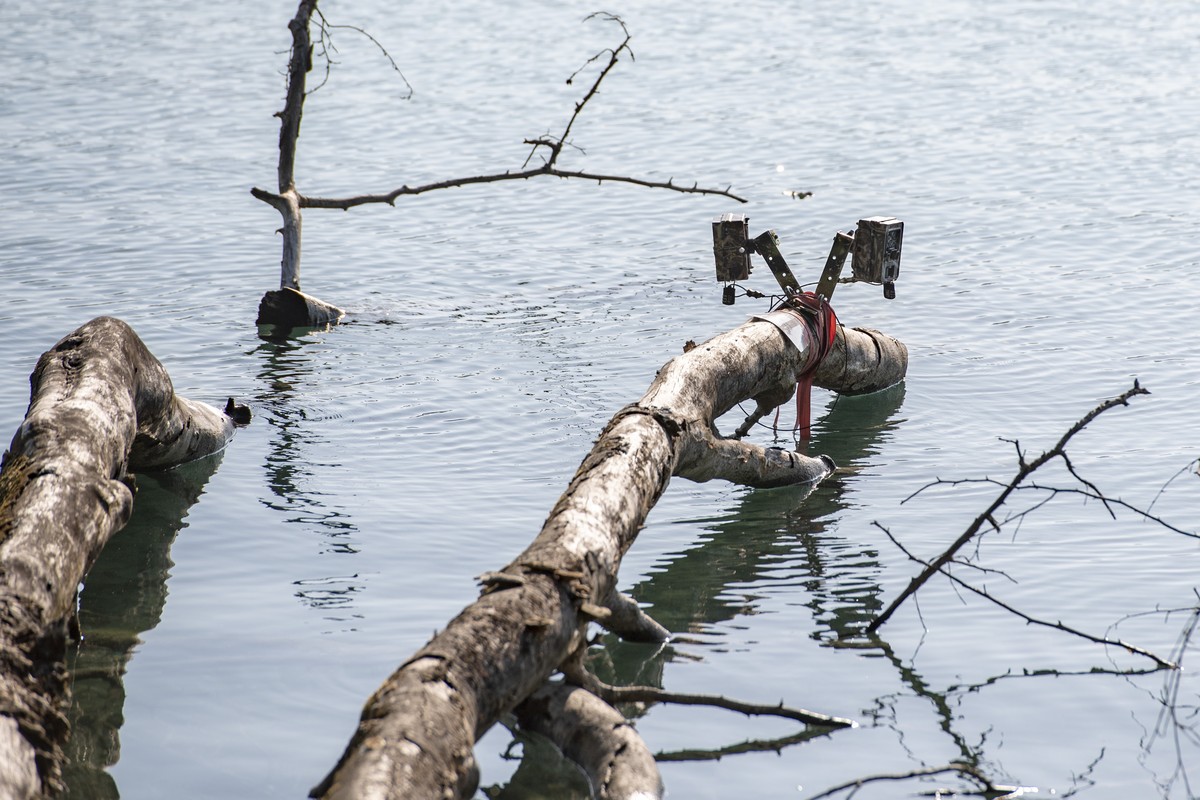 Zwei Tierkameras wurden im Ufergebiet des Hallwilersees zwischen Beinwil am See und Mosen montiert, am Dienstag, 23. Juli 2019. Laut Augenzeugen soll sich im Hallwilersee seit mindestens einer Woche e ...