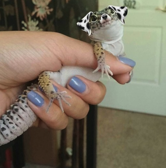 Gecko Snapchat
Cute News
https://imgur.com/gallery/w8TIB