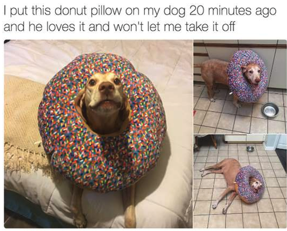 Hund mit Donutkissen
Cute News
https://imgur.com/gallery/BbmZG