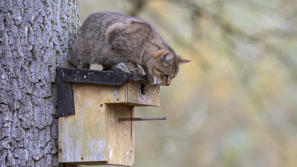 Verletzte Katze: Genfer Amt spricht Halteverbot für Besitzer