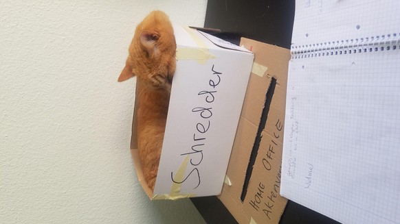 Jede Menge lustige Tierbilder, um dich etwas abzulenken
Ich hab meinen Kater als Aktenvernichter angestellt... Home Office mit Haustier Problem gelöst!