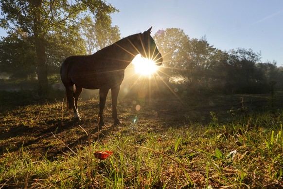 06.09.2026, Baden-W�rttemberg, Riedlingen: Ein Pferd steht im Gegenlicht der aufgehenden Sonne auf einer Weide. Foto: Thomas Warnack/dpa +++ dpa-Bildfunk +++ (KEYSTONE/DPA/Thomas Warnack)