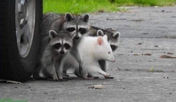 cute news tier waschbär raccoon

https://www.reddit.com/r/Raccoons/comments/10s7tmy/albino_raccoon/