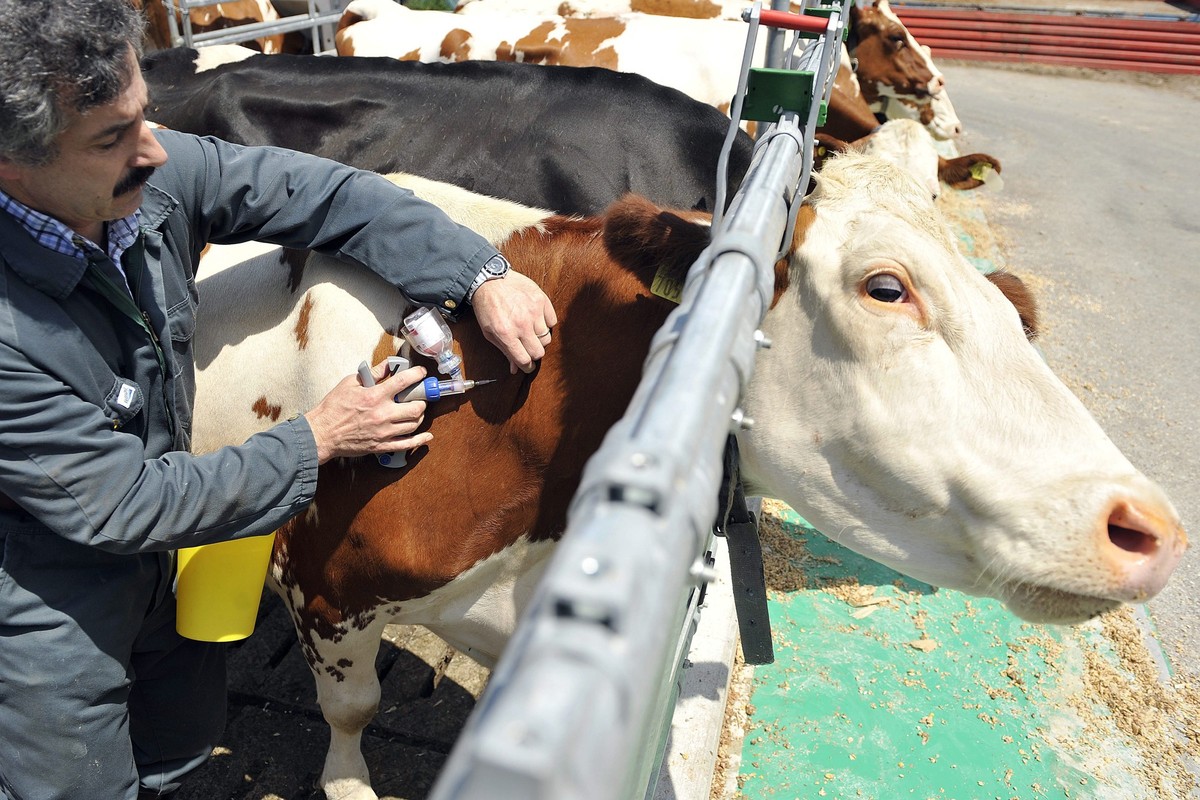 La campagne de vaccination bovine contre la maladie de la langue bleue, a debute ce lundi 9 juin 2008, dans toute la suisse. Ici le veterinaire Cantonal Fribourgeois Dr. Fabien Loup, a vaccine a l ...