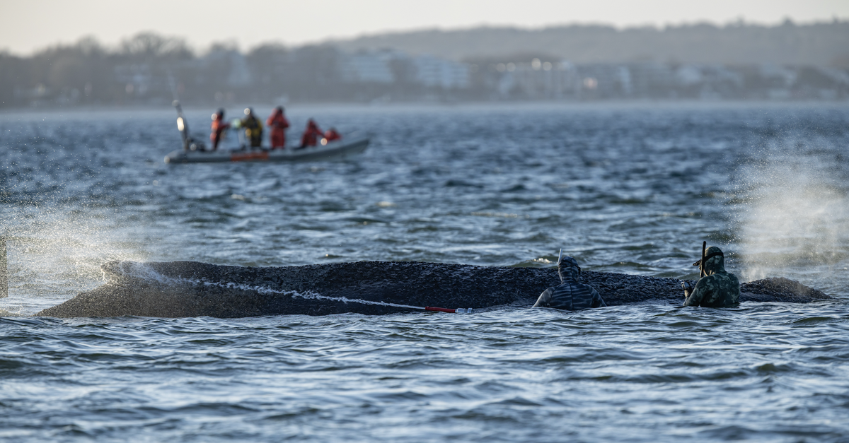 Wal taucht nach Sandbank-Rettung unter – Suche läuft neu an