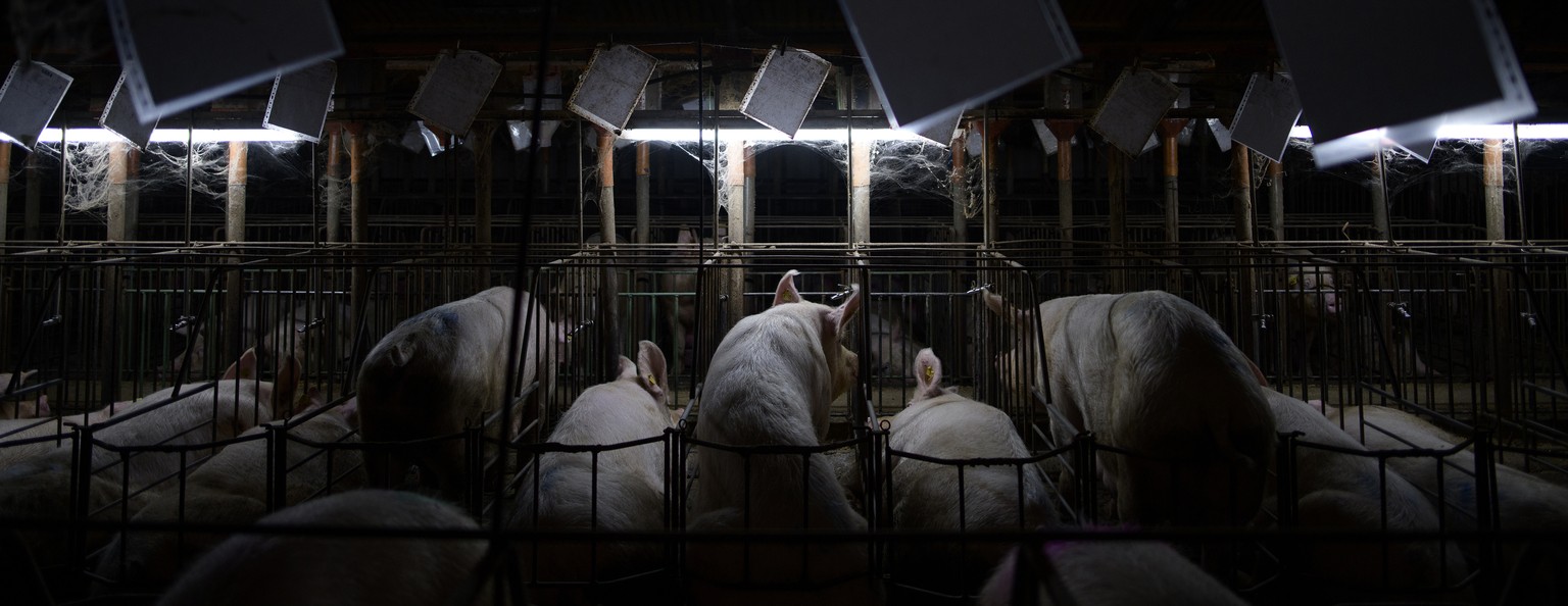In this image released by World Press Photo, Thursday April 15, 2021, by Aitor Garmendia, titled Inside the Spanish Pork Industry: The Pig Factory of Europe, which won the third prize in the Environme ...