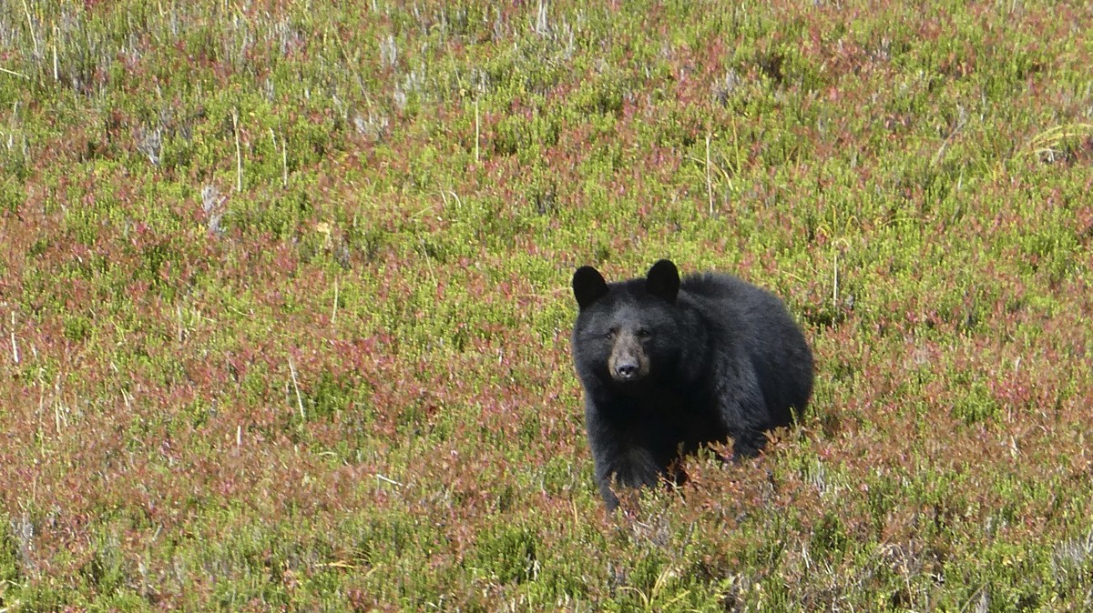 FILE - In this Wednesday, Oct. 4, 2017 photo, a black bear checks out his surroundings in Granite Basin in Juneau, Alaska. The National Park Service is proposing a rule that would prohibit bear baitin ...