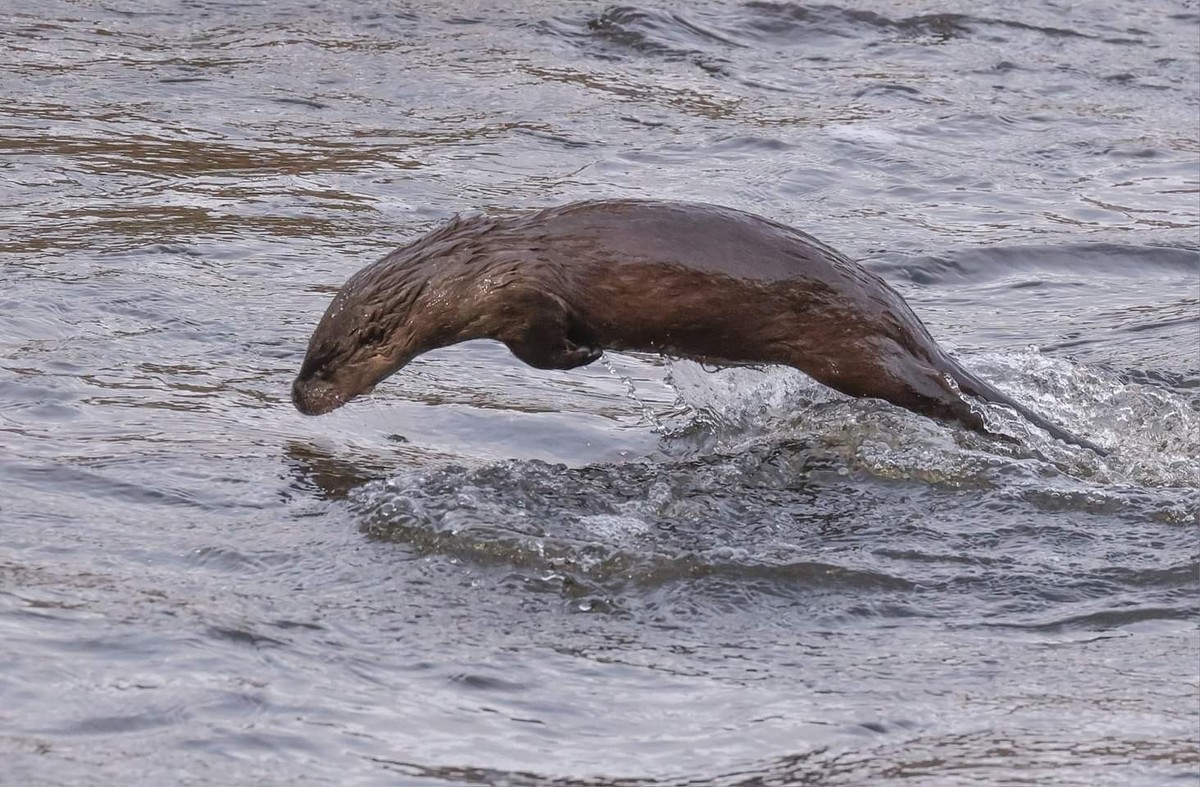 cute news tier otter

https://www.reddit.com/r/Otters/comments/12petrd/swim_like_a_dolphin/