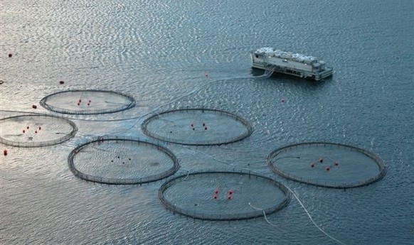 Aquakultur zur Aufzucht von Lachs.
