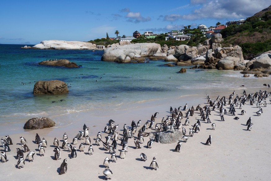 A colony of African penguins on Boulders Beach, South Africa, with clear turquoise waters and rocky shoreline under a sunny sky. 28483793 RECORD DATE NOT STATED