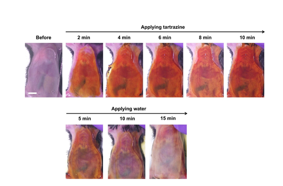 Der Farbstoff Tartrazin macht die Haut von einer Maus transparent. Wissenschaftlicher Artikel publiziert im September 2024.