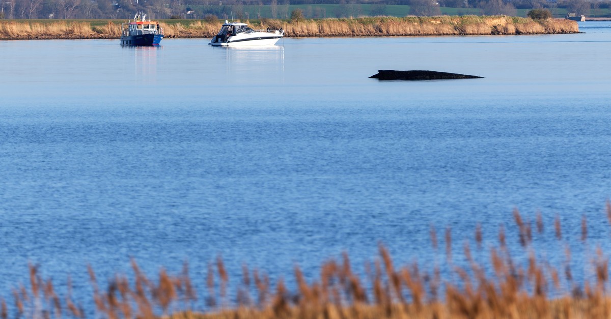 Buckelwal Timmy lebt noch immer