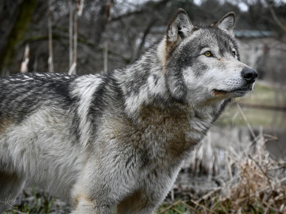 cute news tier wolf

https://imgur.com/gallery/wolf-photography-seminar-wolf-park-c4a0RJB#/t/wolf