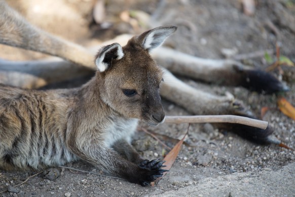 cute news animal tier kangaroo

https://www.reddit.com/r/aww/comments/tkip3e/baby_kangaroo/