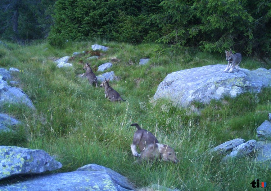 Pudelwohl im Valle Morobbia&nbsp;