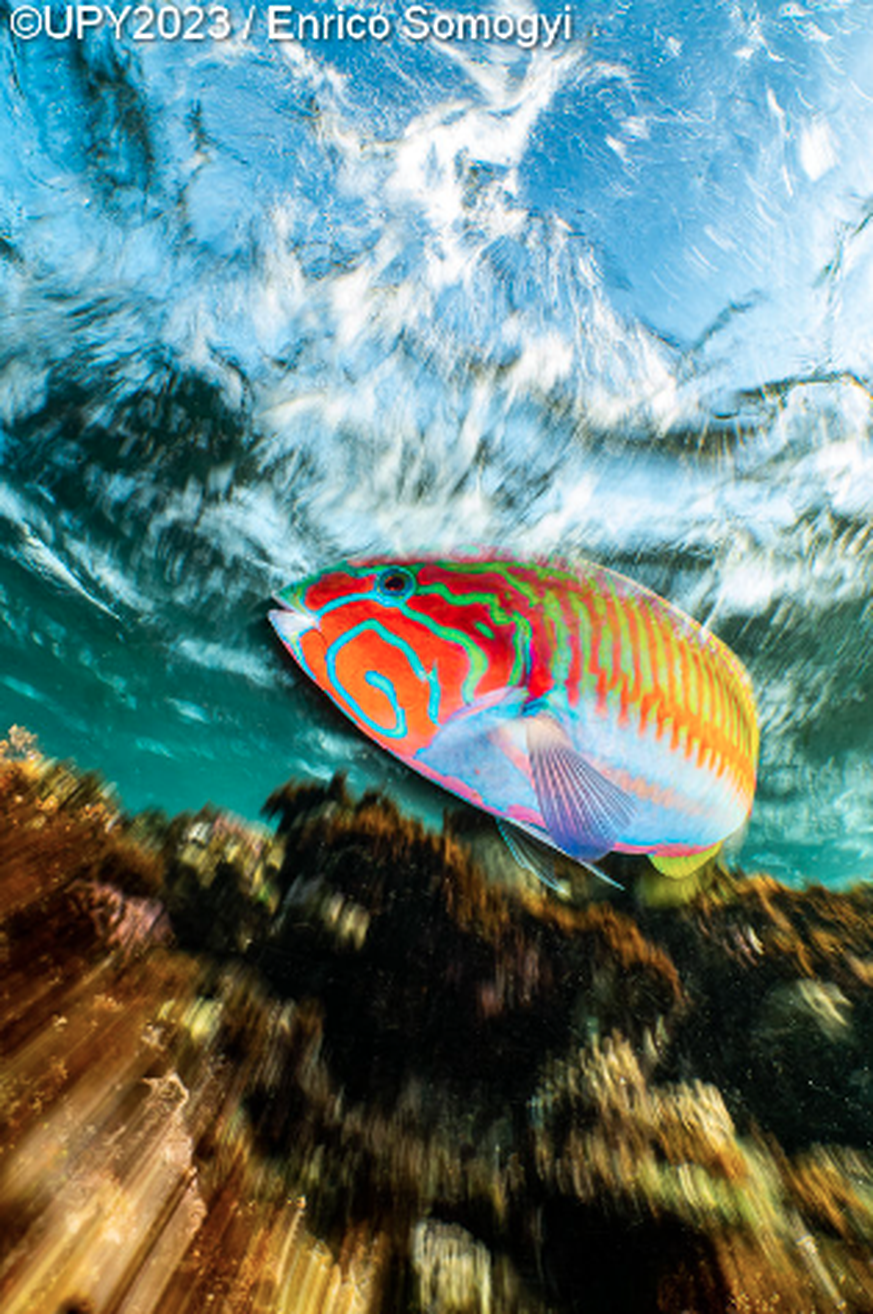 Under Water Photographer of The Year Award – Fisch