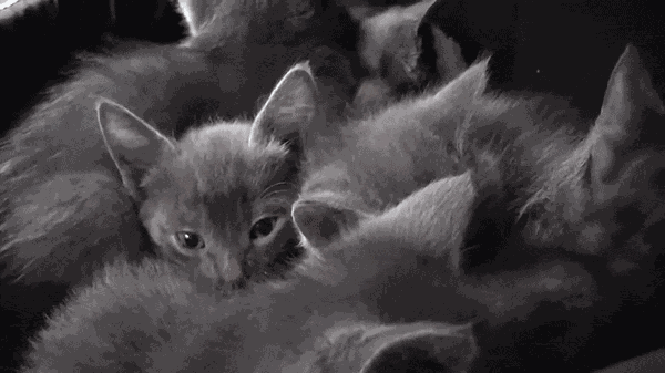 Animiertes GIF