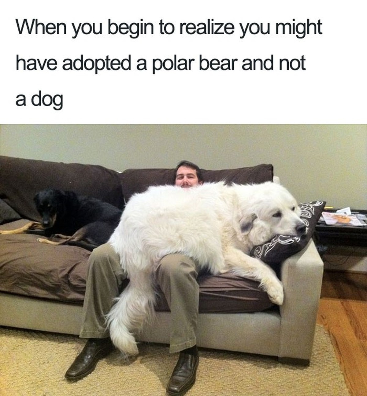 Lustige Hunde-Memes zum Welthundetag.
