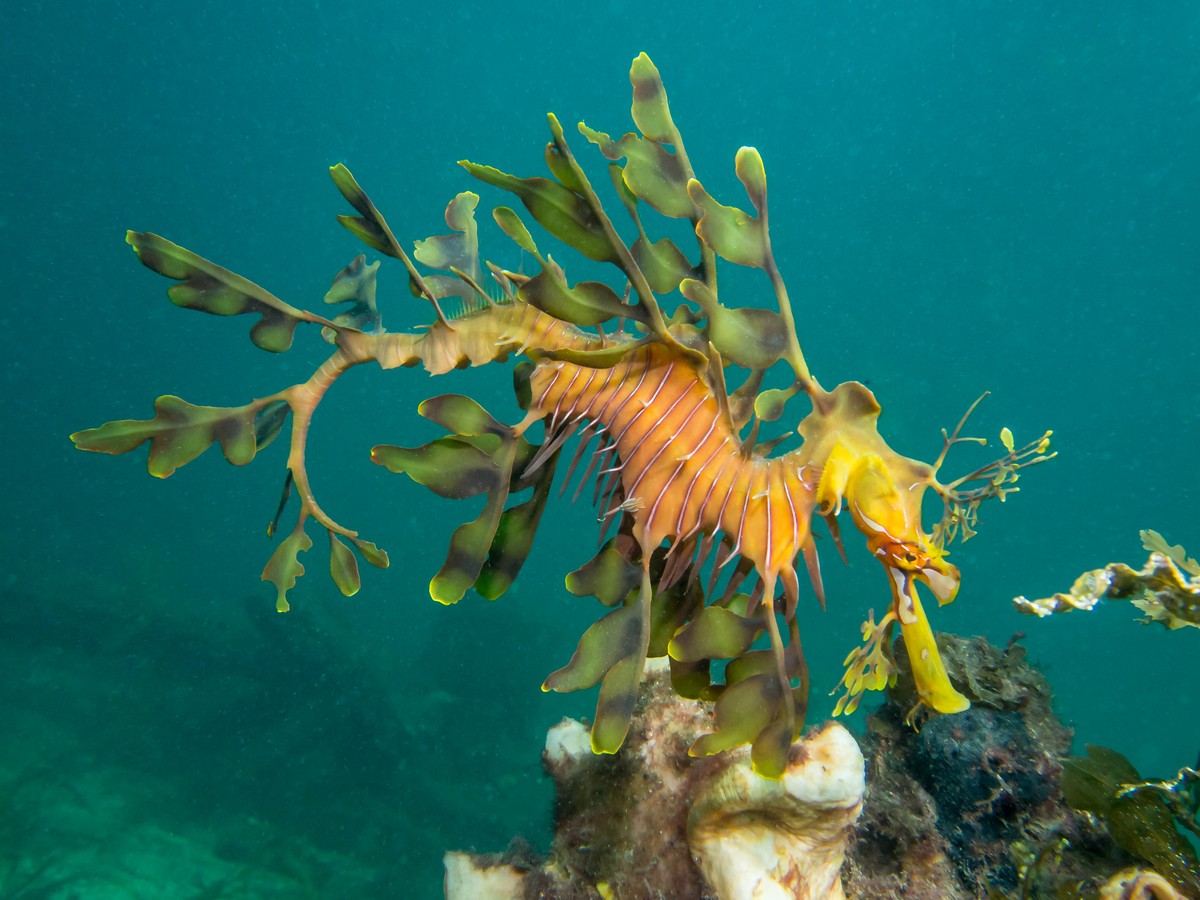 Grosser Fetzenfisch