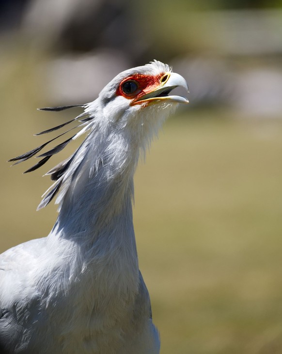 sekretär vogel