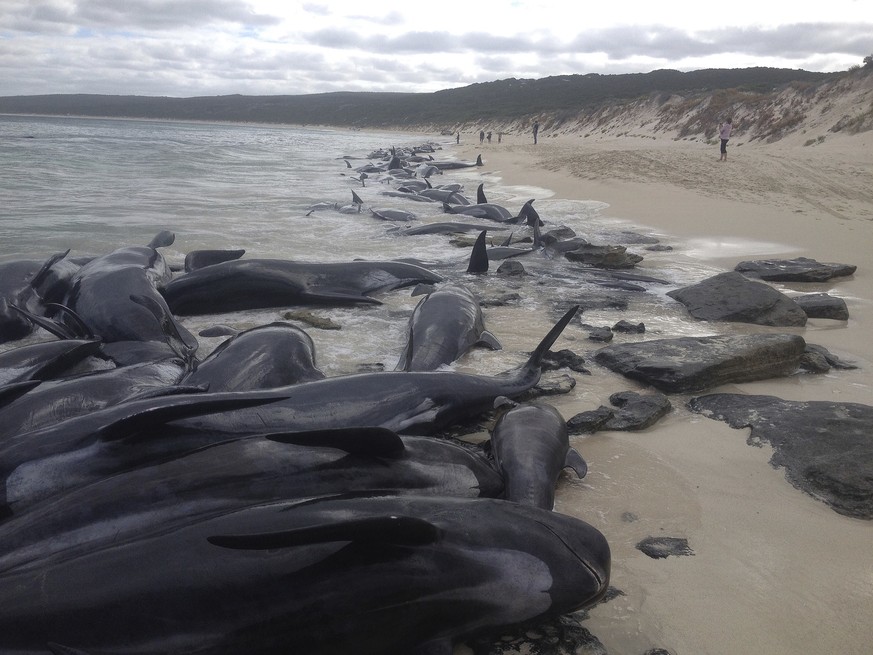 Supplied image of more than 150 short-finned pilot whales who became beached at Hamelin Bay, in Western Australia&#039;s south, Friday, March 23, 2018. A shark warning has been issued after more than  ...