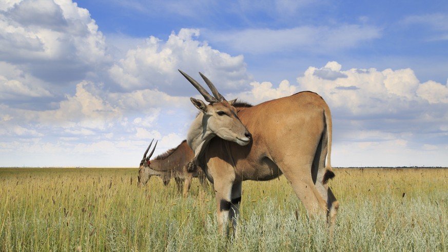 Wild eland antelope (common eland) in the field under the cloudy sky