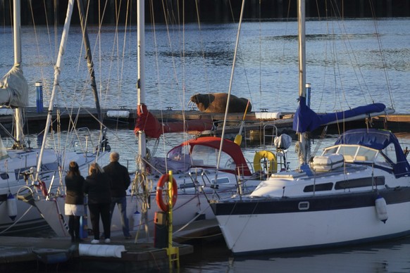 People watch a walrus at the Royal Northumberland Yacht Club in Blyth, North East England, Monday, January 2, 2022. (Owen Humphreys/PA via AP)