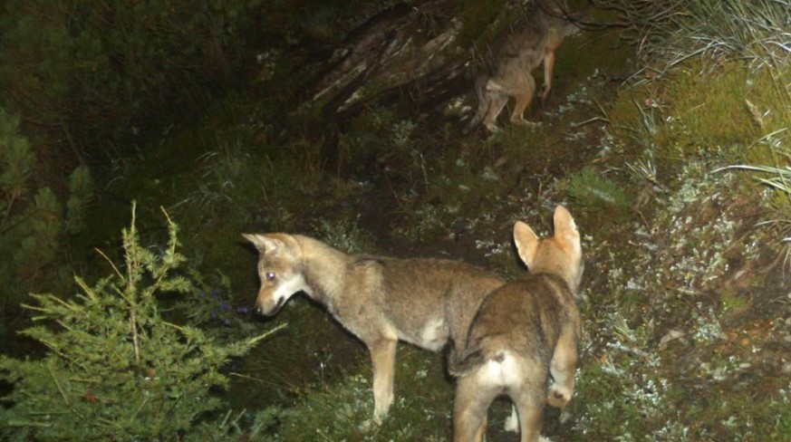 Die Bündner Wildhut geht von mindestens drei Wolfswelpen aus.