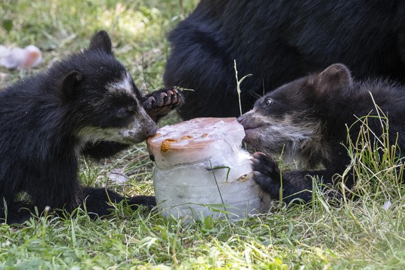 Die Brillenbaeren im Zoo Zuerich bekommen eine Futterglace, am Freitag, 19. Juni 2026 in Zuerich. Die Futterglace ist fuer die Baeren mehr eine Beschaeftigung als eine spezielle Massnahme vom Zoo aufg ...