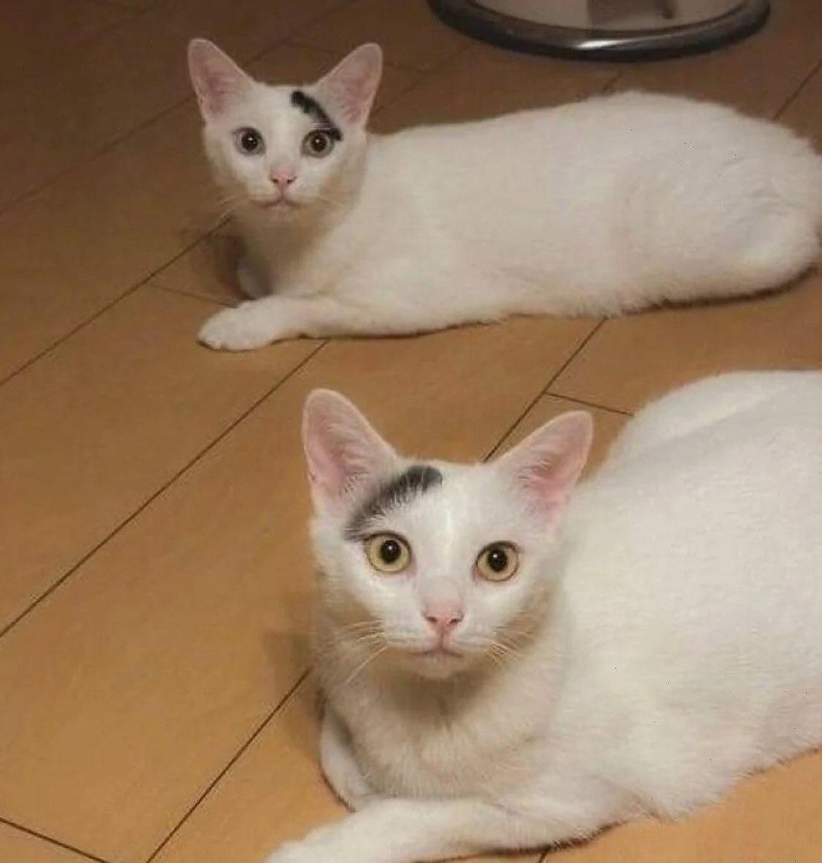 cutenews tier katze

https://www.reddit.com/r/CatsBeingCats/comments/1nz4nzi/no_dna_test_needed/