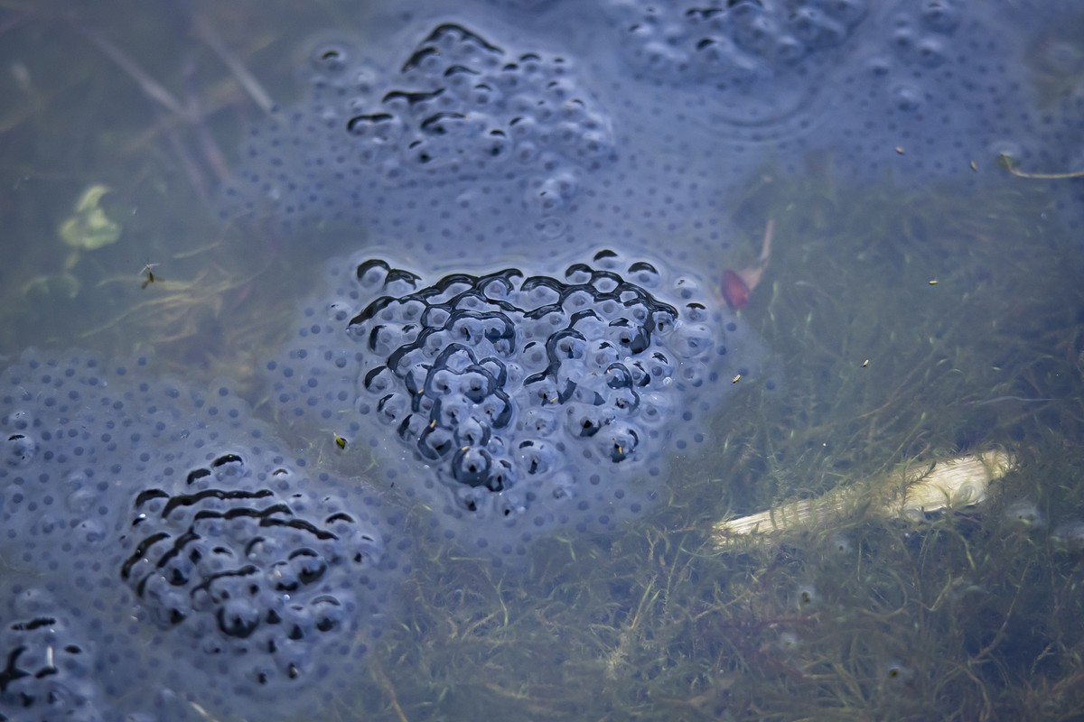 Laiche im Wasser, aufgenommen beim Daettnauer Weiher in Winterthur am Freitag, 10. Maerz 2023. Mit den steigenden Temperaturen beginnen die Amphibien in feuchten Naechten zu wandern. Zu ihrem Schutz e ...