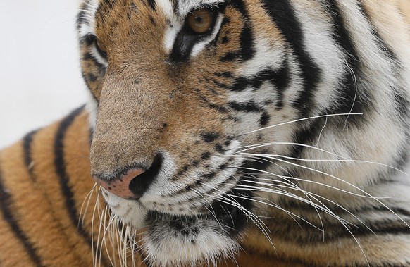 epa09669177 A tiger is seen inside an enclosure at the Hanoi Wildlife Rescue Center in Soc Son, Hanoi, Vietnam 06 January 2022. The Hanoi Wildlife Rescue Center has been home to many animals such as b ...