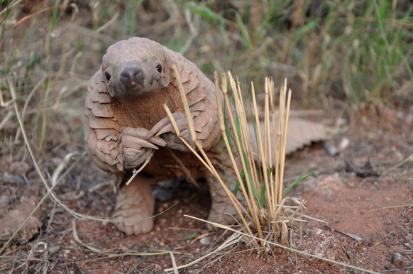 Cute News: Schuppentier