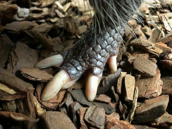 cute news tier armadillo

https://www.instagram.com/p/B9VQot2gfjN/