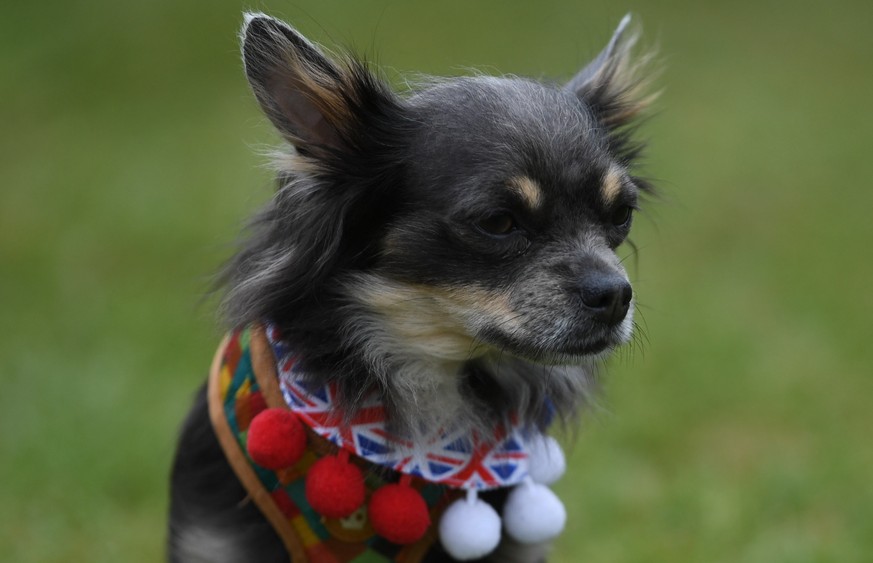 epa09997435 Evie the dog wears a Union Flag collar at The Big Lunch on the Long Walk during the celebrations of the Platinum Jubilee of Queen Elizabeth II, near Windsor Castle Britain, 05 June 2022. B ...