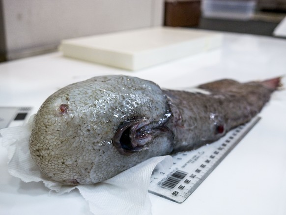 epa06000529 An undated handout photo made available by Museums Victoria shows a faceless fish discovered by Australian scientists studying a huge deep sea abyss off the New South Wales (NSW) coast, Au ...