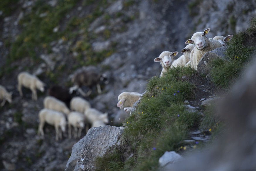 epaselect epa08589118 A flock of sheep crosses alpine terrain below the &#039;Falknis&#039; peak (2,562 meters above sea level), in Flaesch, Switzerland, 07 August 2020. During the so-called &#039;Sch ...