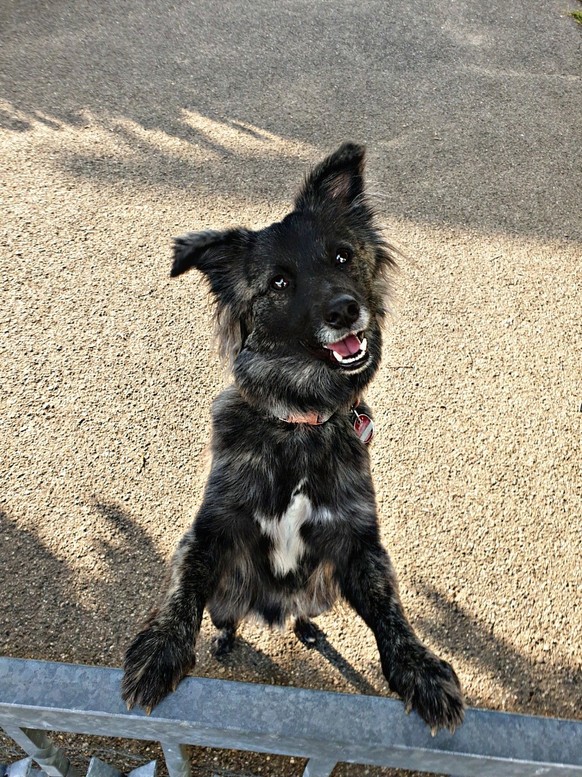 cute news animal tier hund dog

https://imgur.com/t/animal/LECRZu8