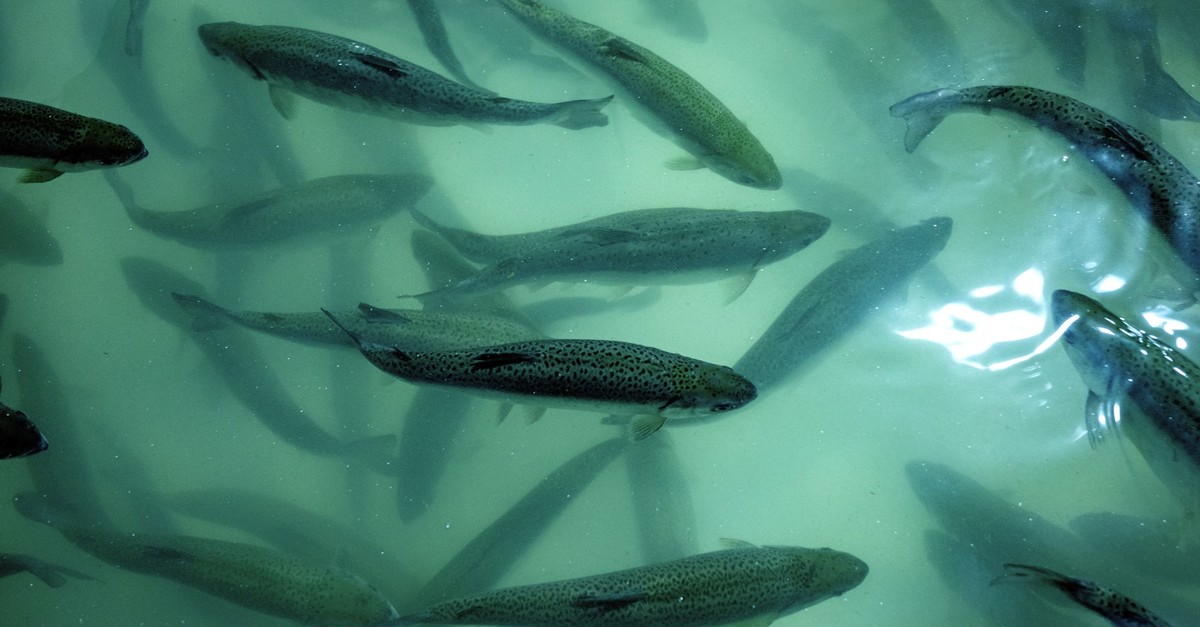 1-5-millionen-fische-unter-einem-dach-riesige-lachsfarm-am-walensee-geplant