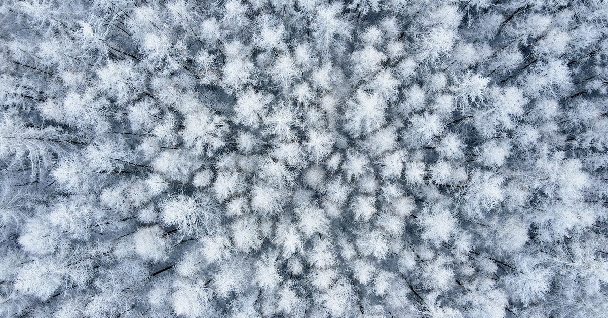 Wälder speichern im Winter bis 30 Prozent der Schneemenge
