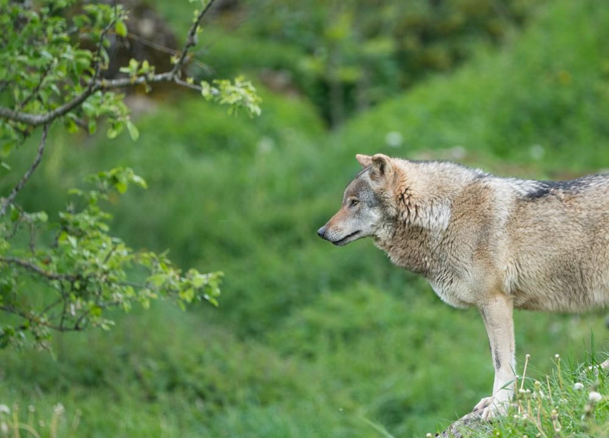 Wolf Graubünden Schweiz